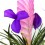 Tillandsia cyanea (vaso 10 cm ø)