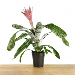 Billbergia o aechmea fasciata (test 15 cm ø)