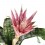 Billbergia ou Aechmea Fasciata (pot 15 cm ø)