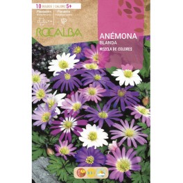 Bulbe de anémone doux