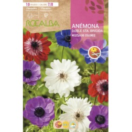 Bulb d'anèmona de Santa Brígida a granel (unitat)