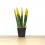 Sansevieria cilíndrica puntas coloreadas (maceta 6 cm Ø)