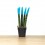 Sansevieria cilíndrica puntas coloreadas (maceta 6 cm Ø)