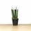 Sansevieria cilíndrica puntas coloreadas (maceta 6 cm Ø)