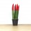 Sansevieria cilíndrica puntas coloreadas (maceta 6 cm Ø)