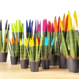 Sansevieria Pointes Cylindriques Colorées (pot 6 cm Ø).