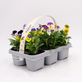 Viola