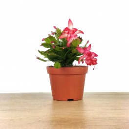 Schlumbergera o Cactus de nadal