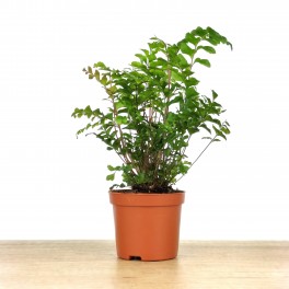 Adiantum raddianum (vaso de 6 cm Ø)