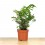 Adiantum raddianum (vaso de 6 cm Ø)