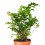 Adiantum raddianum (vaso de 6 cm Ø)