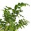 Adiantum raddianum (vaso de 6 cm Ø)