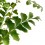 Adiantum raddianum (vaso de 6 cm Ø)