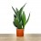 Sansevieria Black Diamond (maceta 12 cm Ø)