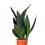 Sansevieria Black Diamond (maceta 12 cm Ø)
