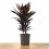 Dracena Tango