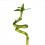 Cana em espiral de bambu (lucky bamboo)