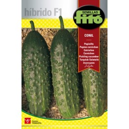 Graine de Cornichon Conil (hybride).