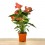 Anthurium Rouge.