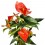 Anturio rojo
