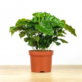 Planta de café ou Coffea Arabica (vaso de 12 cm Ø)