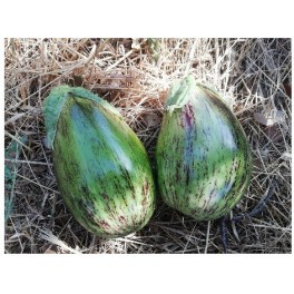 Semilla tomate colgar Mallorquín (ecológico)