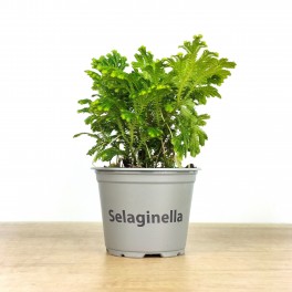 Selaginella Jori (vaso de 8 cm ø)