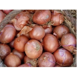 Graines de Poireau lancia (bio)