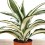 Dracena White Jewel (pot 12 cm Ø).