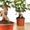 Ficus Ginseng (pot 8 cm Ø).