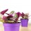 Tradescantia Nanouk