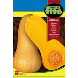Graine de Citrouille Butternut.