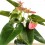 Anthurium Rose.