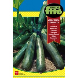 Semente de abobrinha verde mata compacta