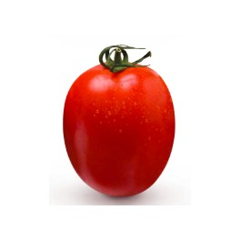 Graine tomate SF 2024 F1 (hybride) (1 000 graines)