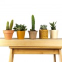 Cactus i crasses per esdeveniments