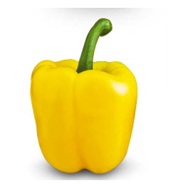 Semilla pimiento Almanzor F1 (híbrida) (1.000 semillas)