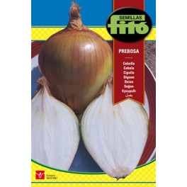 Semente de cebola babosa