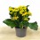 Kalanchoe ou flor-da-fortuna