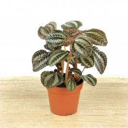 Pilea Norfolk (pot 8 cm Ø).