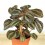 Pilea Norfolk (pot 8 cm Ø).