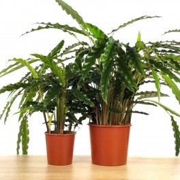 Calathea Rufibarba "blue grass"