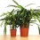 Calathea Rufibarba "blue grass"