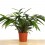 Calathea Rufibarba "blue grass"