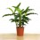 Calathea Rufibarba "blue grass"