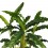 Calathea Rufibarba "blue grass"