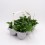 Bellis perennis o margarida dos prados