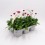 Bellis perennis o margarida dos prados