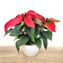 Ponsetia (pot 22 cm Ø)