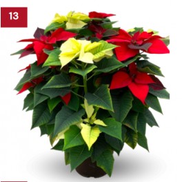 Ponsetia o Flor de Nadal multicolor gran (test 23 cm ø)